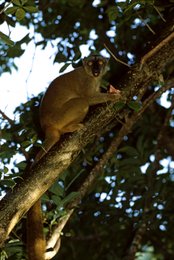 Branch;-Brown-lemur;-Comoros-Archipelago;-France;-Indian-Ocean;-Kaleidos;-Kaleidos-images;-La-parole-à-limage;-Laurent-Abad;-Lemur;-Mammal;-Mayotte;-Primate;-Stories-Pictures;-Tree;-Wildlife